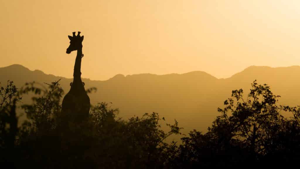 Fly to Africa with Aeroplan Miles