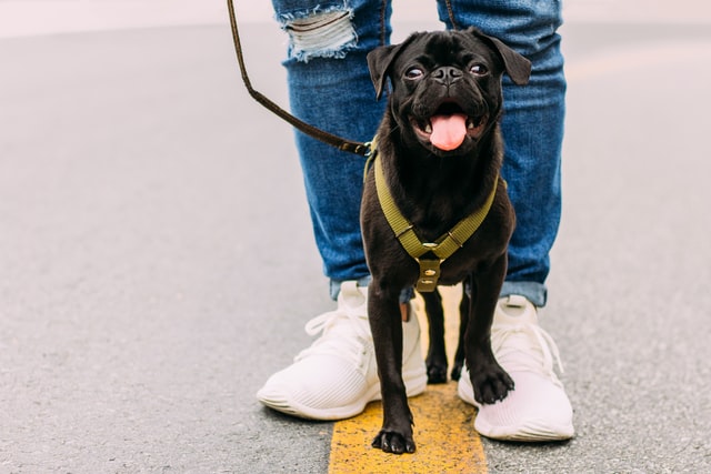 Pet-Sitting-Dog-Walking