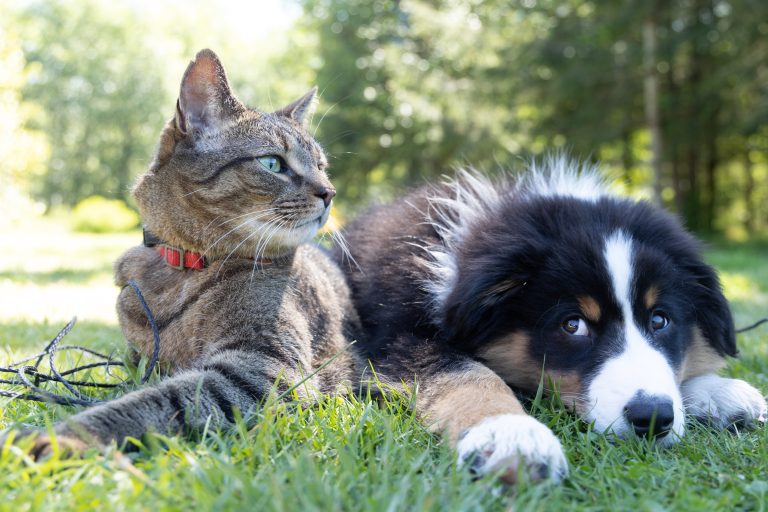  5 Best Pet Insurance Plans In Canada